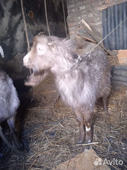 Коза ламанча