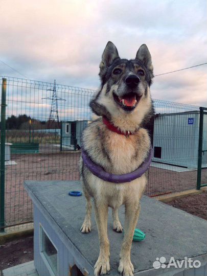 Девочка-лайкоид в добрые руки