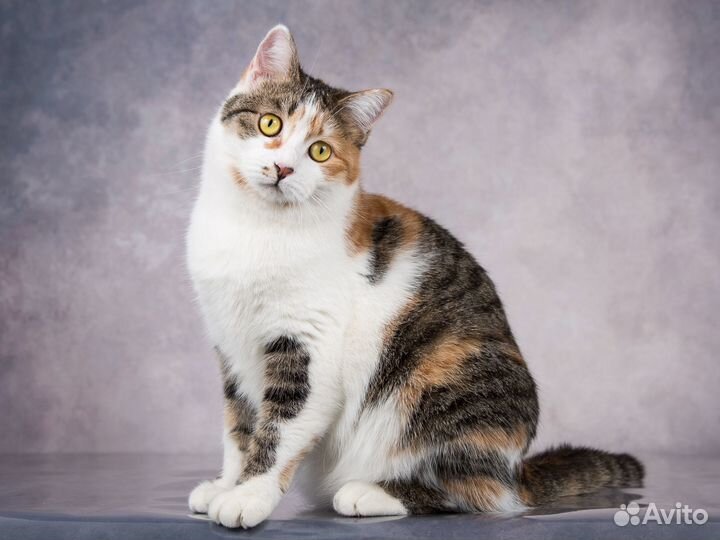 Ласковейшая трехцветная кошка Сильвия