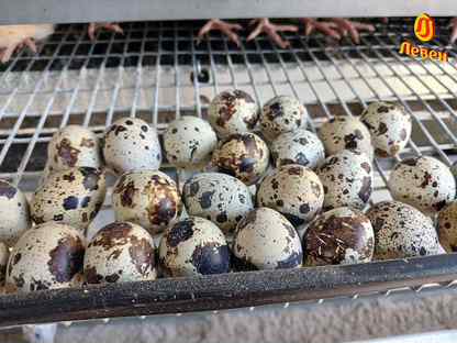 Инкубационное яйцо перепелов, высокое качество от кфх, Павловск