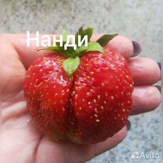 Рассада клубники, в стаканах, посадка до мороза