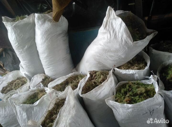 Болотный Мох (сфагнум)