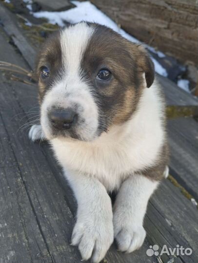 Красивые щенки