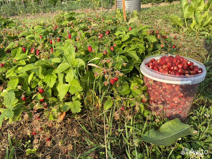 Земляника садовая