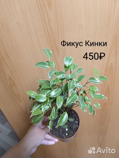 Фикус Кинки