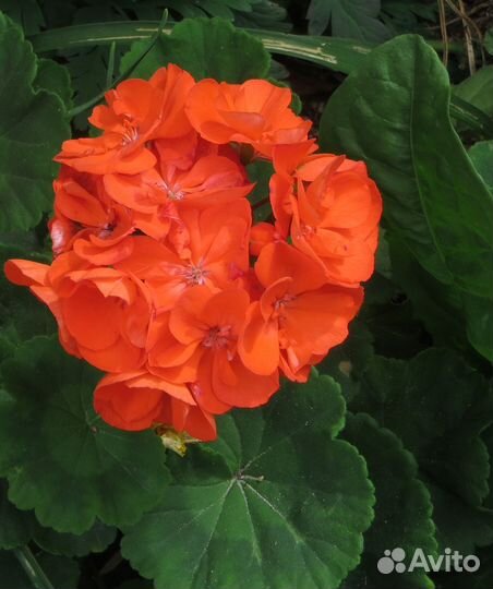 Пеларгонии сортовые