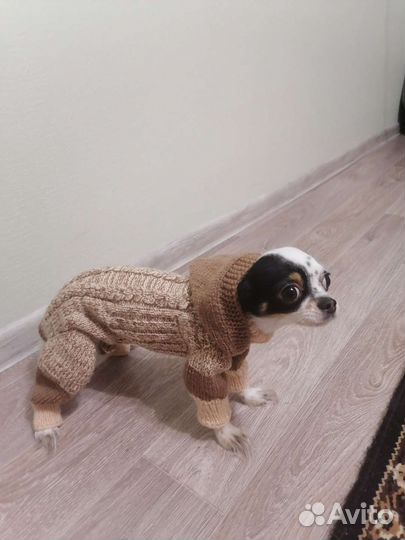 Одежда для животных