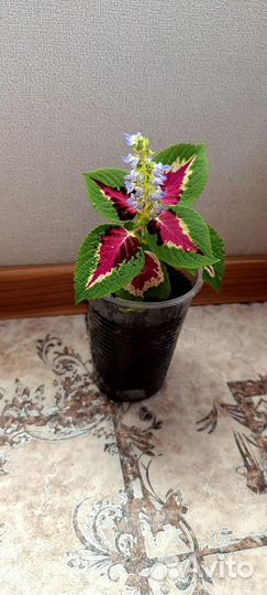 Колеус Блюме нежность