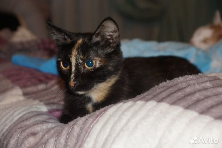 Трехцветная Джессика на счастье