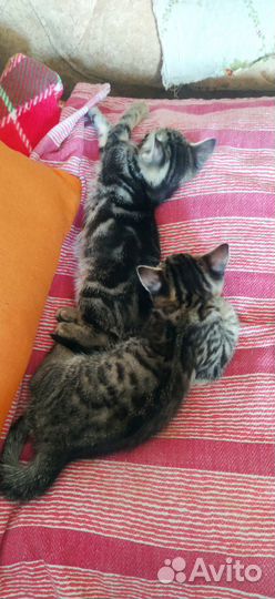 Отдам двух котят в добрые руки