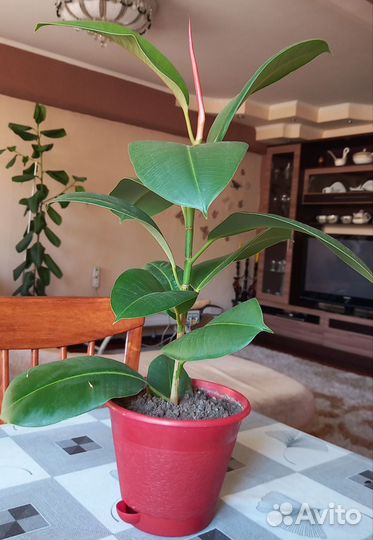 Фикус каучуконосный