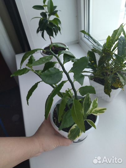 Педилантус вариегатный и зеленый