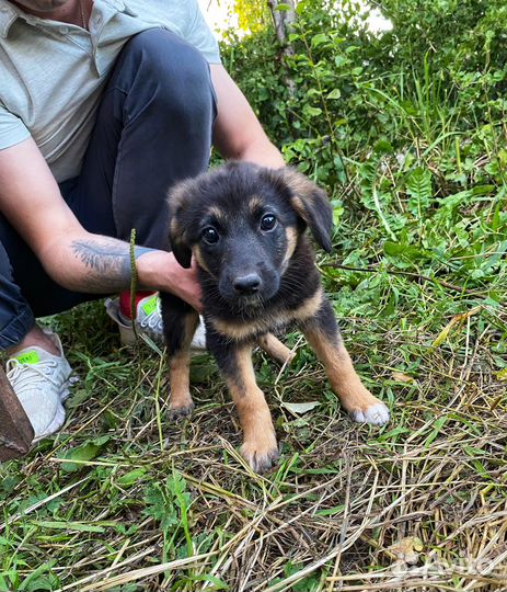 Щенки в добрые руки