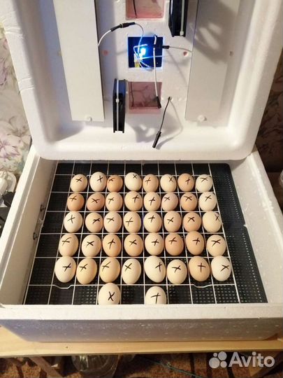 Мясо бройлера домашнее