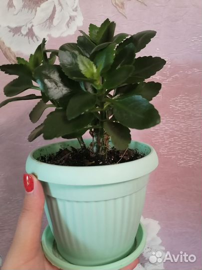 Комнатные цветы