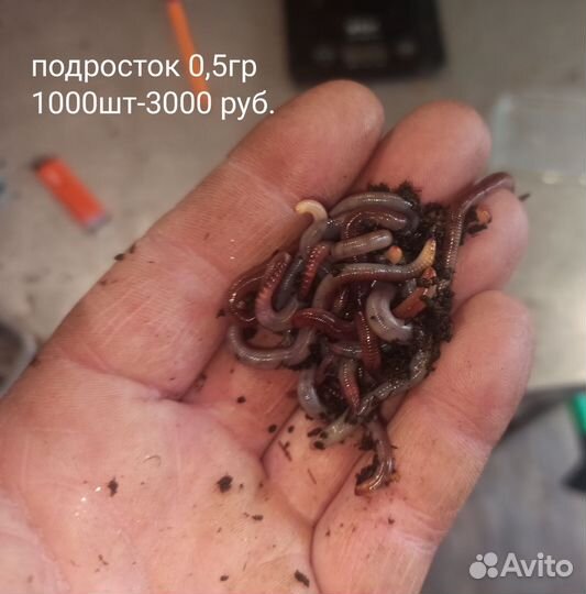 Черви Дендробена