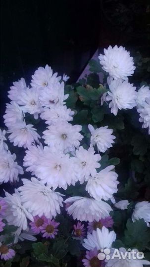 Хризантемы мультифлора