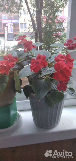 Бальзамин махровый