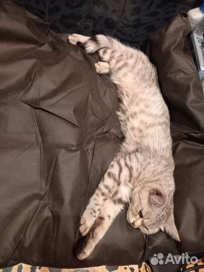 Кошка в дар бесплатно