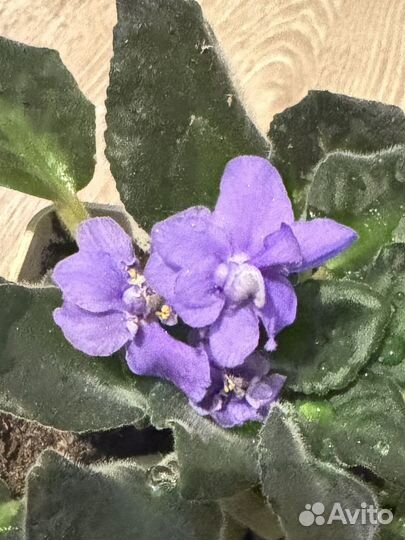 Фиалка фиолетовая