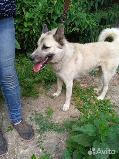 Джим ищет дом