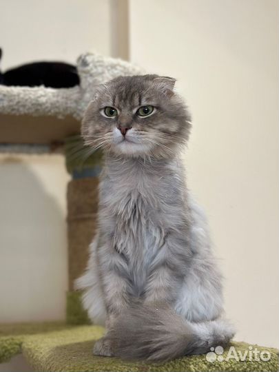 Мурчелло ищет друга