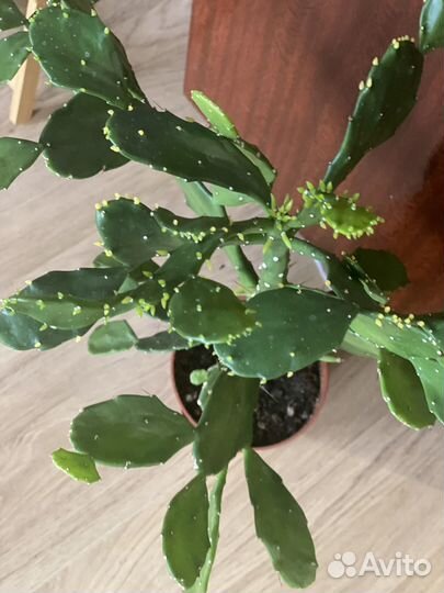 Опунция. Кактус опунция