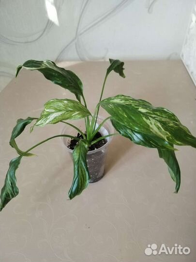 Спатифиллумы:Домино, Moon shadow