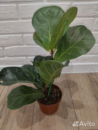 Фикус лирата бамбино комнатные растения цветы
