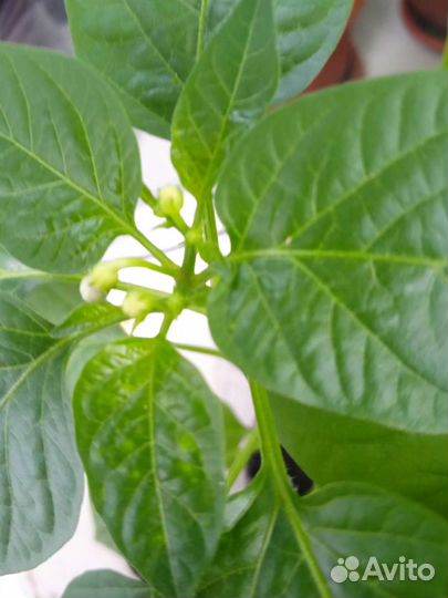 Перец комнатный острый