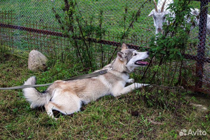 В любящую семью