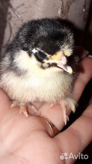 Куры карликовый кохинхин