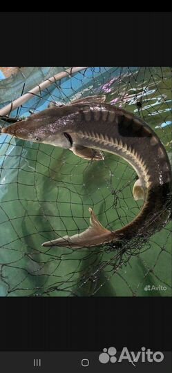 Живая рыба для пруда