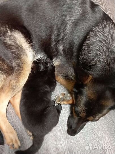 Немецкая овчарка