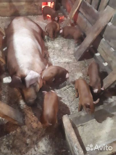 Семя Хряка Дюрок, Пьетрен