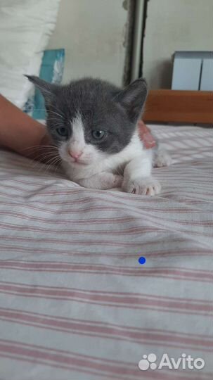 Котята метисы