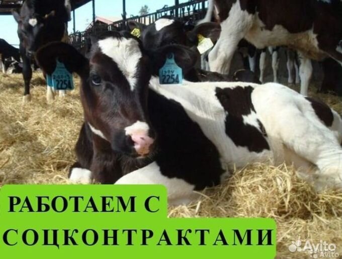 Телята бычки на откорм