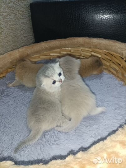 Британский котенок