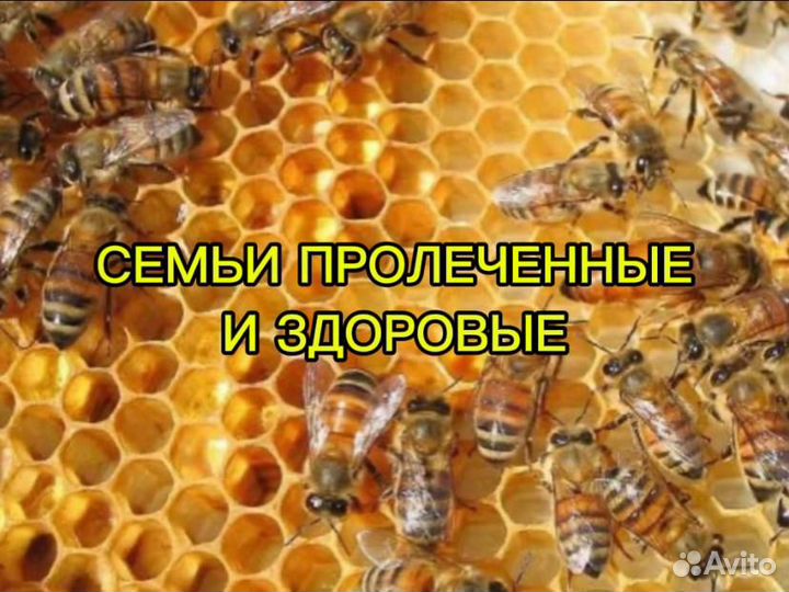 Продам пасеку, пчелосемьи
