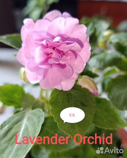 Бальзамины сортовые