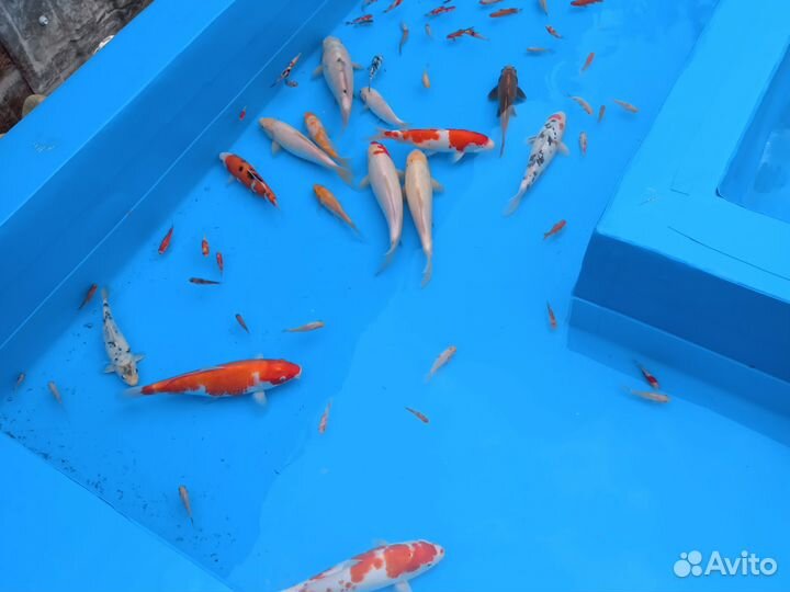 Карп кои, кометы