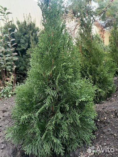 Туя колумна, туя смарагд