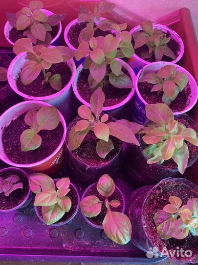 Черенки петунии