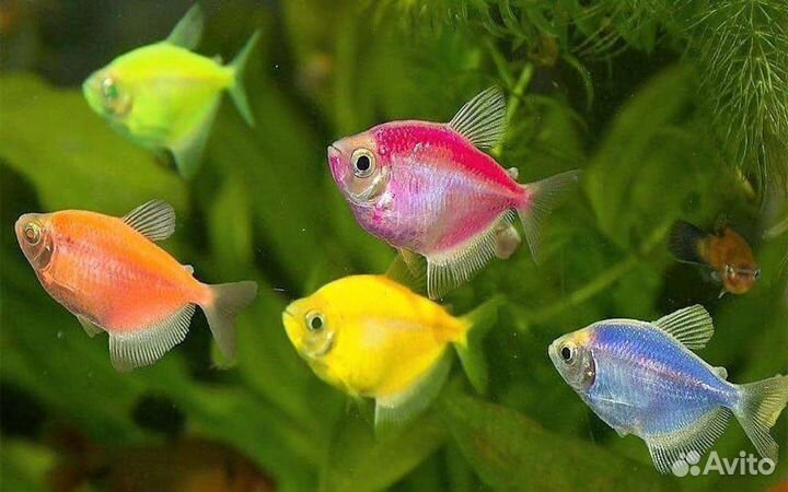 Аквариум на 30 л