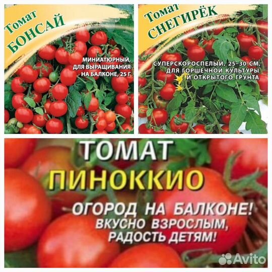 Рассада помидор черри