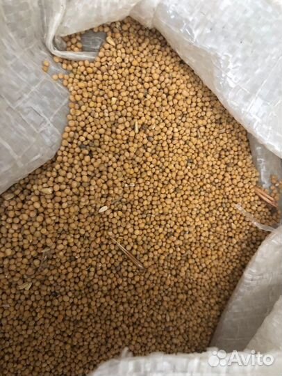 Семена горчицы 1 кг