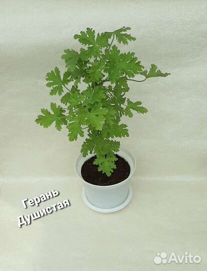Герань душистая