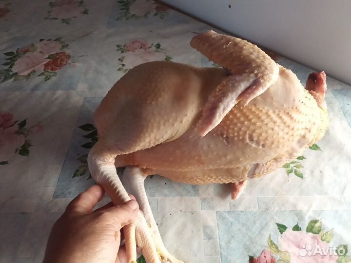 Курица домашняя