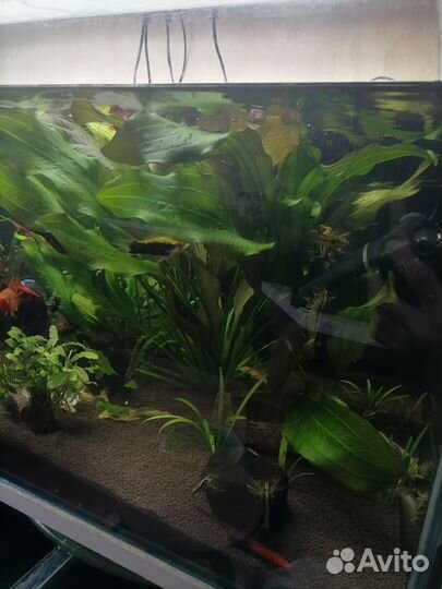 Эхинодорус большой