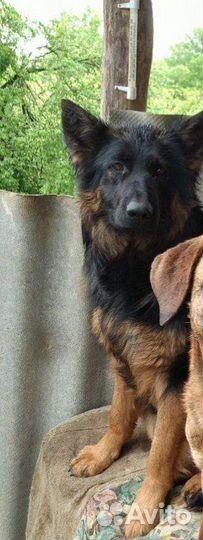 Щенки немецкой овчарки
